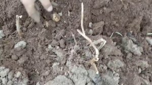 Картофель. Сорт Чародей - расстроил, но не разочаровал. We dig potatoes.