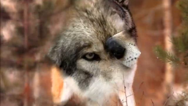 Волк - Одиночка..mp4 смотреть онлайн