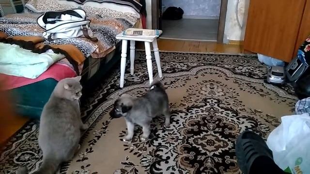 Приютили щенка