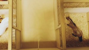 Конюшня для лошадей Breyer/Коротенький обзор