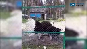 Под Орлом страус в брачный период пустился в пляс