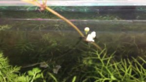 Такого я не ожидал! Эхинодорус цветёт прямо в аквариуме!