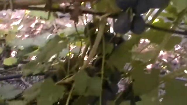 Сорт винограда "Ришилье" - сезон 2017 смотреть онлайн