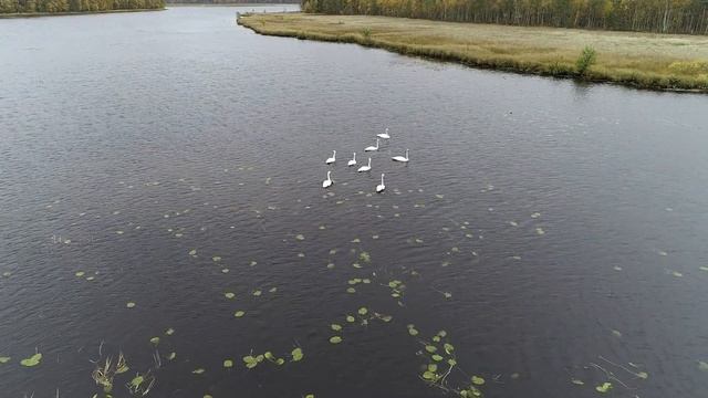 Перелетные лебеди на Сямозере смотреть онлайн