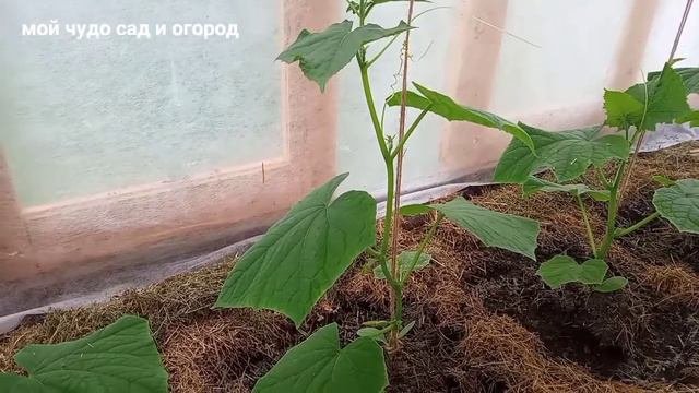 Важный момент в формирование огурца для хорошего плодоношения