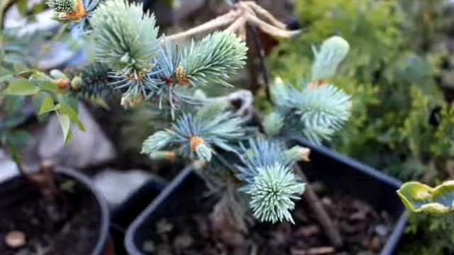 хвойный сад 5часть смотреть онлайн