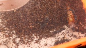 НОВЫЕ муравьи из семейства ПОНЕРИН - Odontomachus, Diacamma.