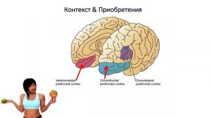 18. Нейробиология рекламы: перспективы и ограничения