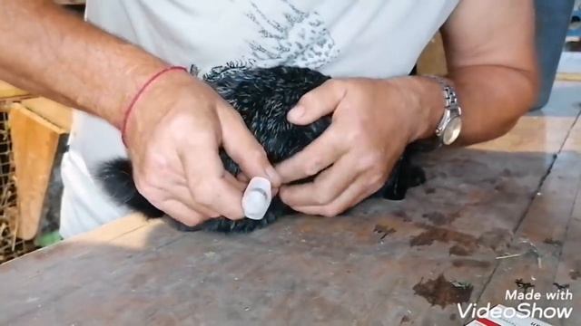 МИКСОМАТОЗ У КРОЛИКОВ!!! смотреть онлайн