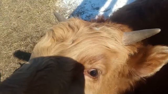 содержание быков на улице