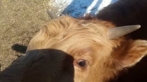 содержание быков на улице