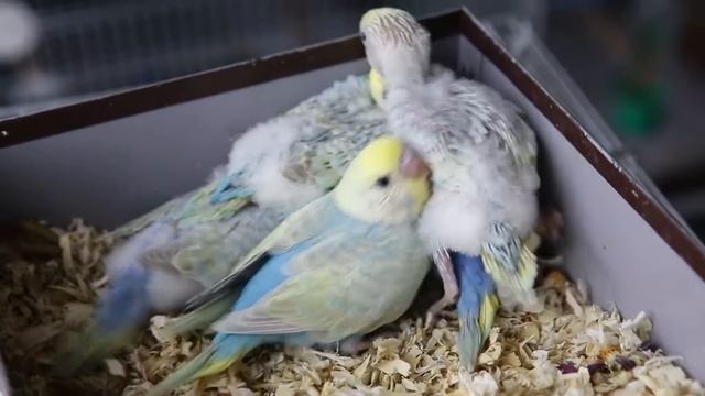 Гнездование Сюрприз+Эйрин, как растут птенцы волнистых попугаев Видео 5