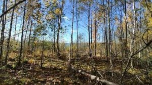 ВЫЖИВАНИЕ НА БОЛОТАХ | БОЛОТО ОРШИНСКИЙ МОХ | ЛЕОНИД ЕЛЕСИН | БОЛОТНЫЙ ТУРИЗМ #1