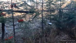 ЛОВЛЯ ЧИЖЕЙ, СЕРЫХ СНЕГИРЕЙ? ОТКРЫТИЕ СЕЗОНА. 8.10.2022