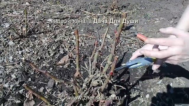 Уход за РОЗАМИ весной ПОШАГОВО смотреть онлайн
