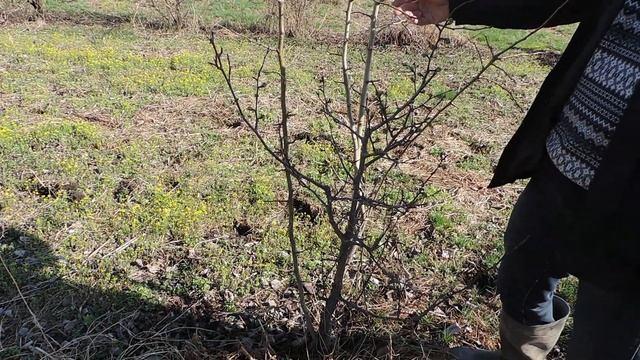 Как отличить дичек от культурного (сортового) растения