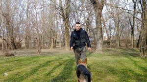 Немецкая овчарка Дрессировка немецкой овчарки Как дрессировать немецкую овчарку Занятие с овчаркой