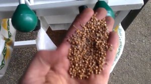 Очистка кориандра