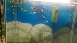 #аквариум Моя мини разводня / Изменения в аквариуме / гуппи