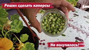 Решил сделать каперсы. Не получилось