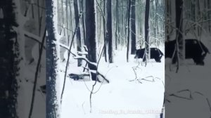 Прикол кабан следит за охотником