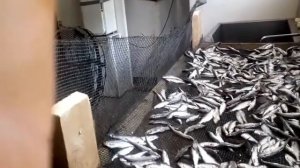 Как сушить мелкую рыбу | очень вкусная рыба Уклейка / живая Рыбалка 2020