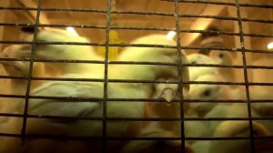 Шушенская птицефабрика перешла на производство бройлеров, отказавшись от яйца.