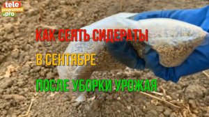 Как сеять сидераты в сентябре после уборки урожая