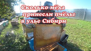 УЛЕЙ СИБИРИ, СКОЛЬКО ПЧЁЛЫ В НЁМ ПРИНЕСЛИ МЁДА, ПОДГОТОВКА ПЧЁЛ В ЗИМУ НА МЕДУ.