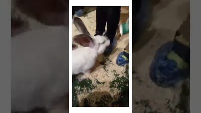 Контактный зоопарк в Лобне. ТРЦ Поворот Март 2018 смотреть онлайн