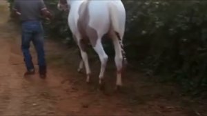 Black Horse With white Horse Breeding Unit in United States California