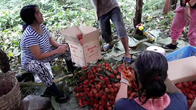 HARVESTING RAMBUTAN | TROPICAL FRUIT FARMING | TRES PLANTERS