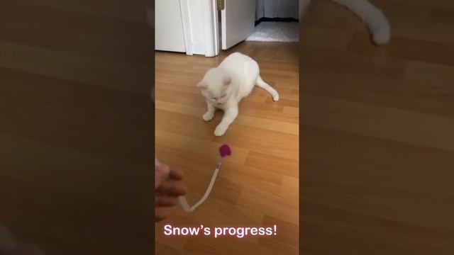Snow: Survival Journey (Progress)