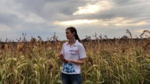 ✨Сорго ✨ Веники  и безотходное производство