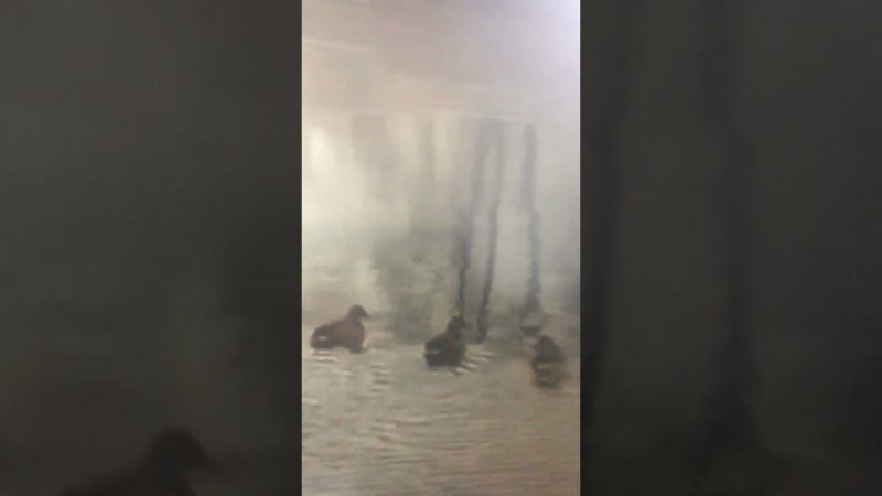 Утки купаются в полынье