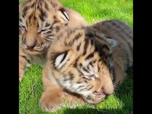 Котята на прогулке #Shorts