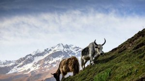 ?ТУШГА СИГИР КИРСА НИМА БӮЛАДИ ? туш табири