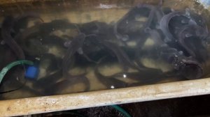 Завершение эксперимента с сомами. Запустил в пруд карпа !