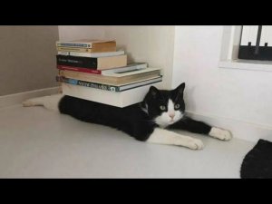 Я РЖАЛ ЦЕЛЫЙ ЧАС?ПОДБОРКА СМЕШНЫХ КОТОВ И СОБАК ДЛЯ ХОРОШЕГО НАСТРОЕНИЯ? #18