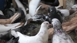 Широкохвостые голуби Сергея Мазикина в Краснодаре!