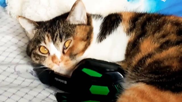 Почему она так любит мои наушники? смотреть онлайн