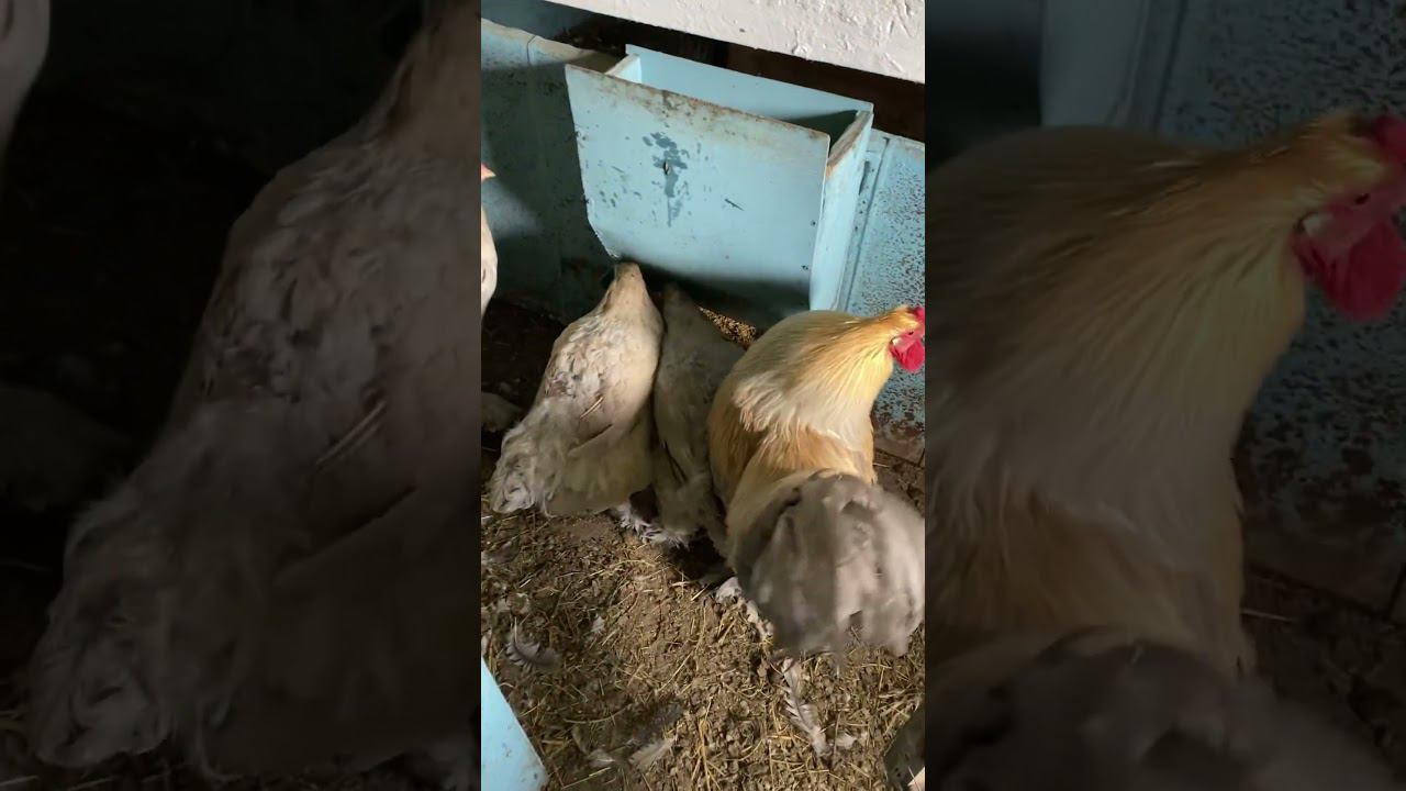 Сбор яиц , как поход в кино Кино по-деревенски смотреть онлайн