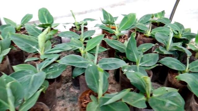 Банан Киевский карлик выпустил цветонос. смотреть онлайн