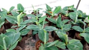 Банан Киевский карлик выпустил цветонос.