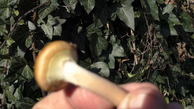 Субтропический сад,12 декабря , опята смотреть онлайн