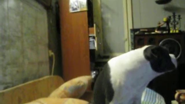 ПИТ-БУЛЬ "КОБА" ПОЕТ ИСПОЛНЯЕТ !!! смотреть онлайн