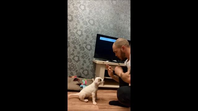 АМЕРИКАНСКИЙ БУЛЬДОГ. ПРИВЕТЫ ОТ ХОЗЯЕВ. БУЛКА (вл.Олег. г.Кемерово) смотреть онлайн