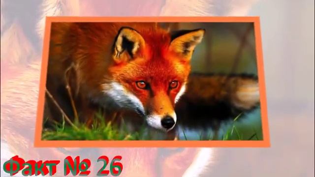 48 Удивительных фактов, о которых мало кто знает!