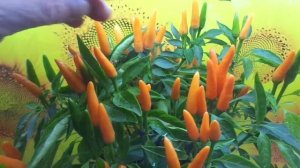 ВЫБИРАЕМ СОРТА ПЕРЦА НА 2021 ГОД! ОСТРЫЙ ПЕРЕЦ ОРАНЖЕВЫЙ ГНОМ. Ольга Чернова.