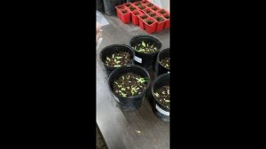 Черенкование клематиса осенью